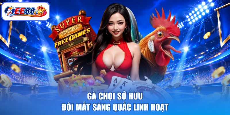 Gà chọi sở hữu đôi mắt sáng quắc linh hoạt